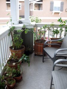 This is our side balcony with tomato plant in the left corner and a meyer lemon tree in the right corner plus a couple of chairs to sit back and enjoy the evening sun.