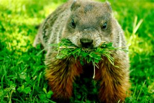 Punxsutawney Phil