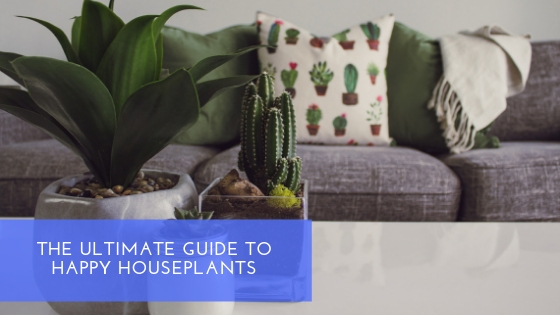 Ultimate guide to houseplants by Summerhill Homes