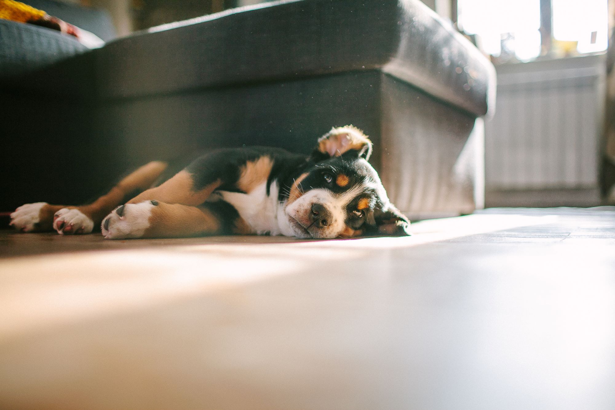 A Pet-Owner’s Guide to Selling a House